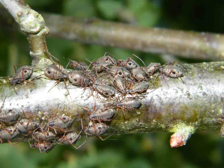 Variegated Oak Aphid - Lachnus roboris, click for a larger image