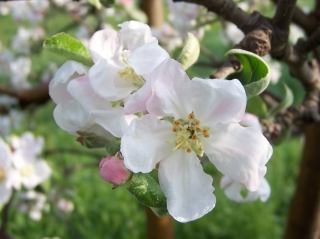 Apple - Malus pumila, click for a larger image, photo licensed for reuse CCASA3.0