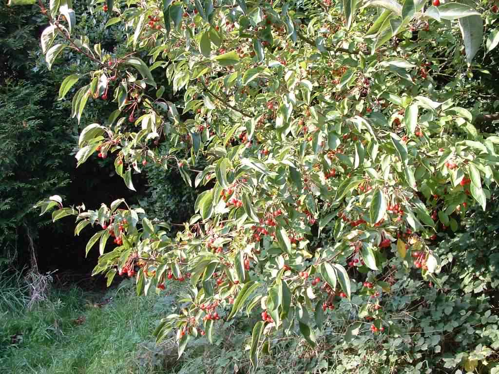 Siberian Crab Apple - Malus Baccata var. Mandshurica, click for a larger image