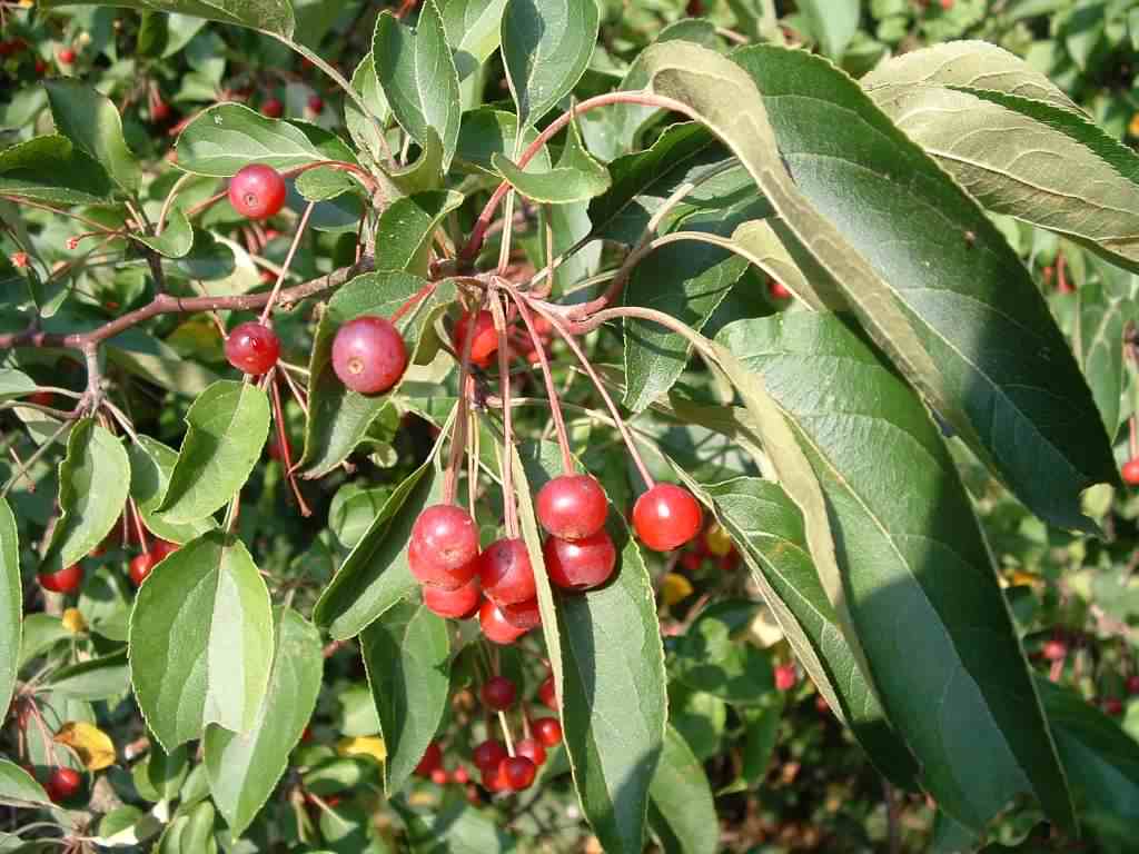 Siberian Crab Apple - Malus Baccata var. Mandshurica, click for a larger image