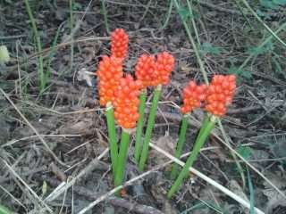 Cuckoo Pint berries - Arum maculatum, click for a larger image