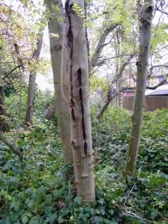 Ash Bacterial Canker - Pseudomonas syringae ssp. savastanoi pv.fraxini, click for a larger image