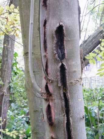 Ash Bacterial Canker - Pseudomonas syringae ssp. savastanoi pv.fraxini, click for a larger image