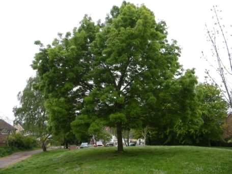 Raywood Ash - Fraxinus angustifolia var. Raywood, click for a larger image