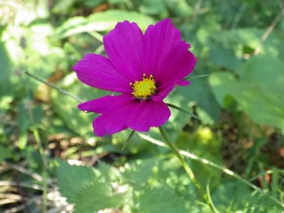 Mexican Aster - Cosmos bipinnatus, species information page