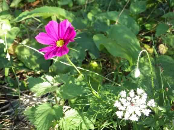 Mexican Aster - Cosmos bipinnatus, click for a larger image