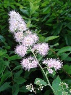 Astilbe - astilbe ssp, click for a larger image