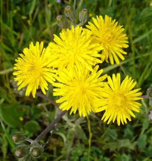 Beaked Hawk's-beard - Crepis vesicaria ssp. taraxacifolia, click for a larger image, photo licensed for reuse CCBYNC3.0