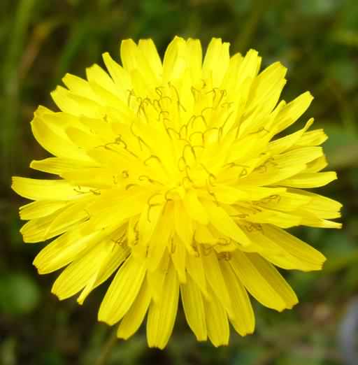 Beaked Hawk's-beard - Crepis vesicaria ssp. taraxacifolia, click for a larger image, licensed for reuse [CpySystm]