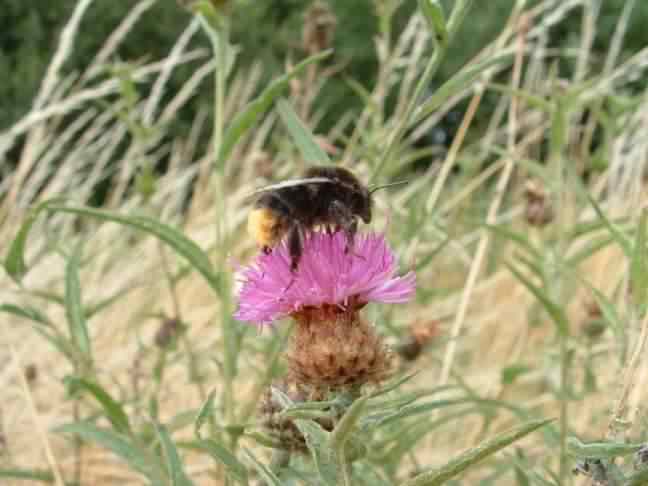 Red Tailed Bumblebee - Bombus lapidarius, click for a larger image