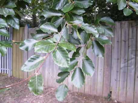 Beech - Fagus sylvatica, click for a larger image