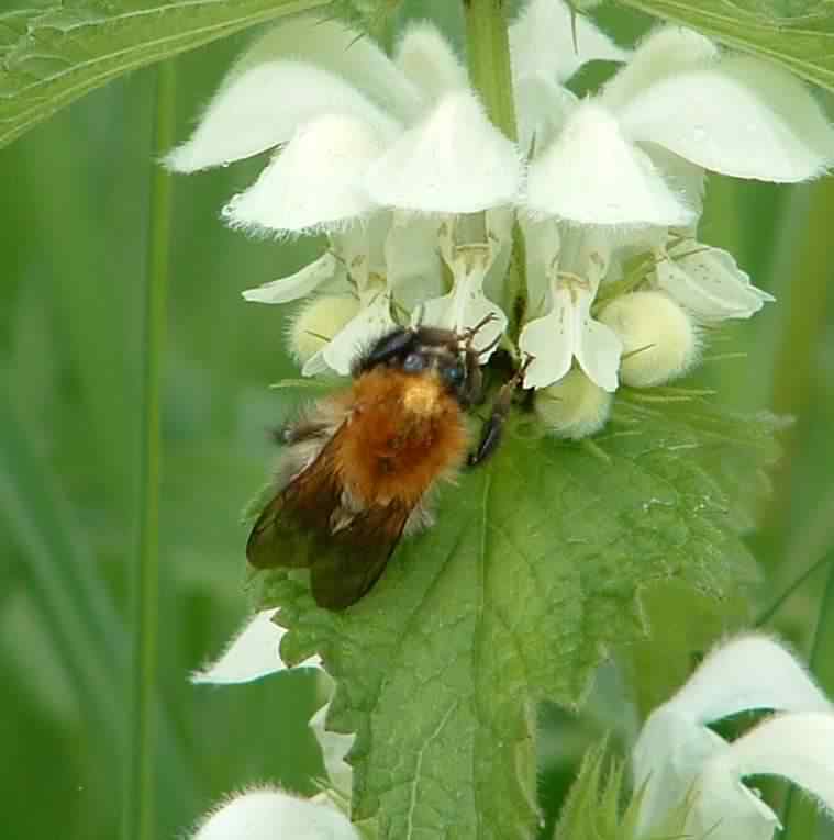 Chocolate Mining Bee - Andrena scotica, click for a larger image