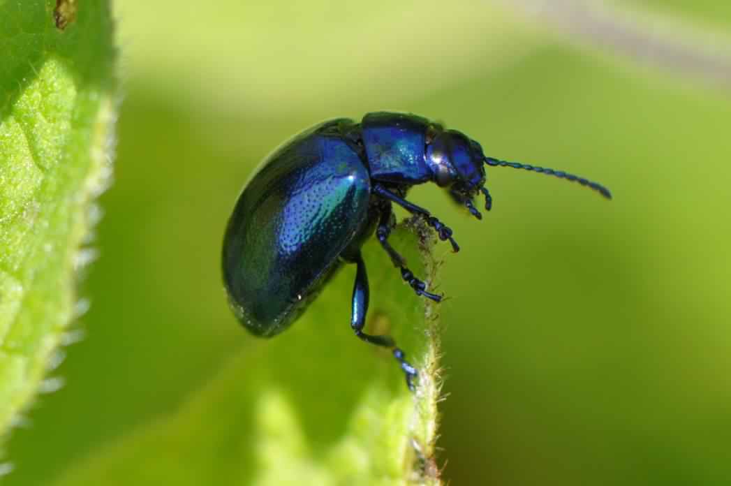 Alder Leaf beetle - Agelastica alni, click for a larger image, photo licensed for reuse CCASA3.0