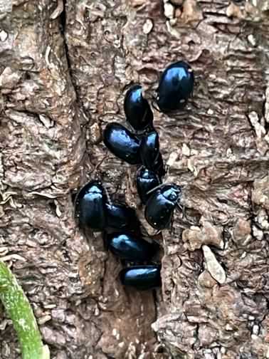 Alder Leaf beetle - Agelastica alni, click for a larger image