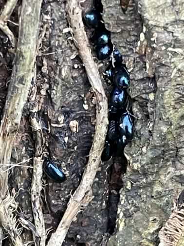 Alder Leaf beetle - Agelastica alni, click for a larger image