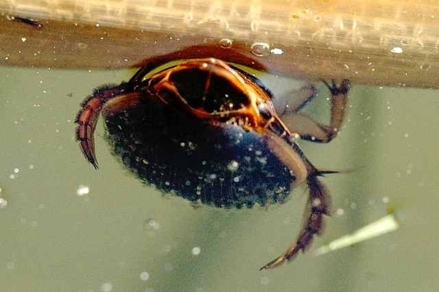 Great Diving beetle - Dytiscus marginalis, click for a larger image, photo licensed for reuse CCASA2.5