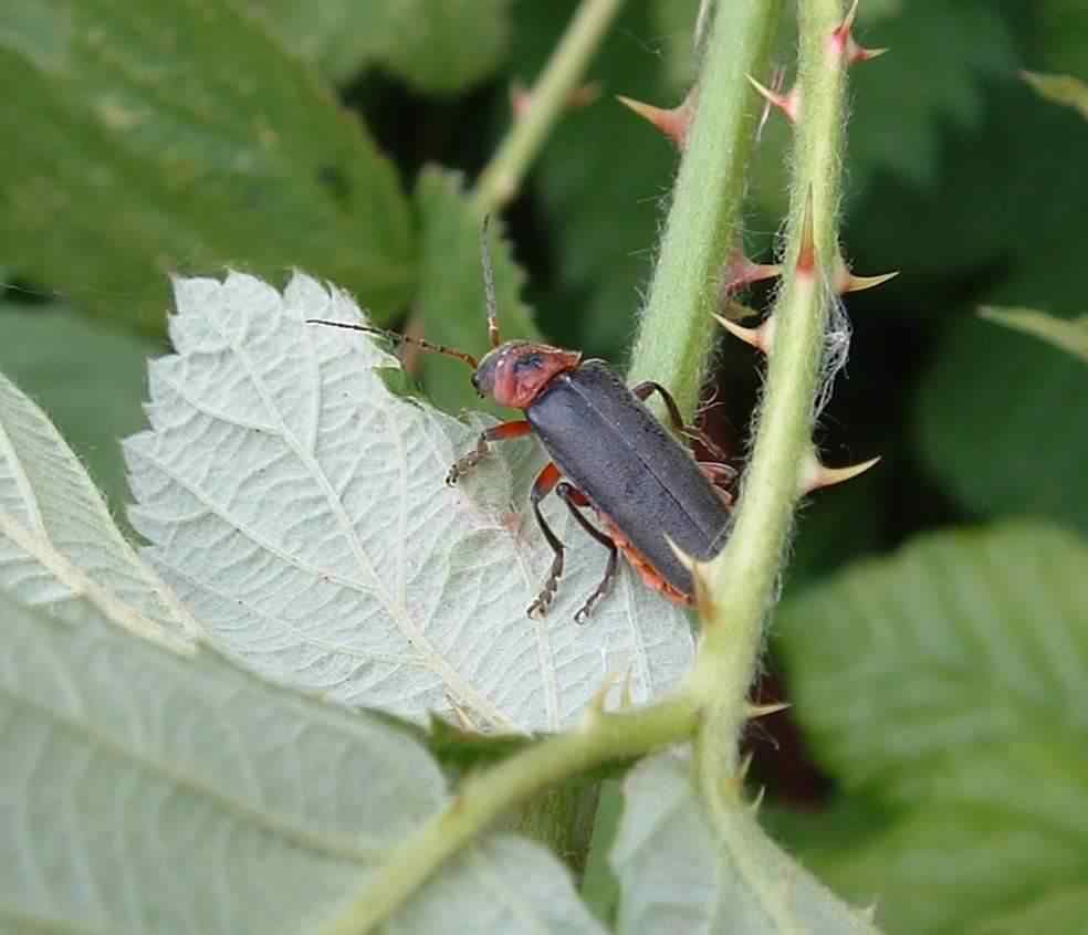 Soldier beetle - Cantharis rustica, click for a larger image