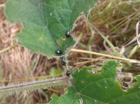 Willow Leaf beetle - Plagiodera versicolora, click for a larger image