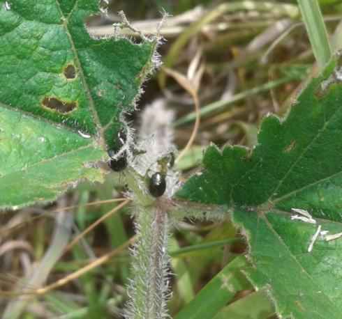 Willow Leaf beetle - Plagiodera versicolora, species information page