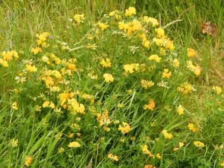 Birdsfoot Trefoil - Lotus corniculatus, click for a larger image