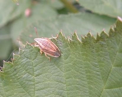 Bishops Mitre - Aelia acuminata, species information page