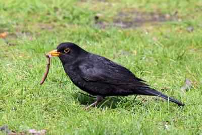 Blackbird - Turdus merula, click for a larger image, photo licensed for reuse CCASA3.0