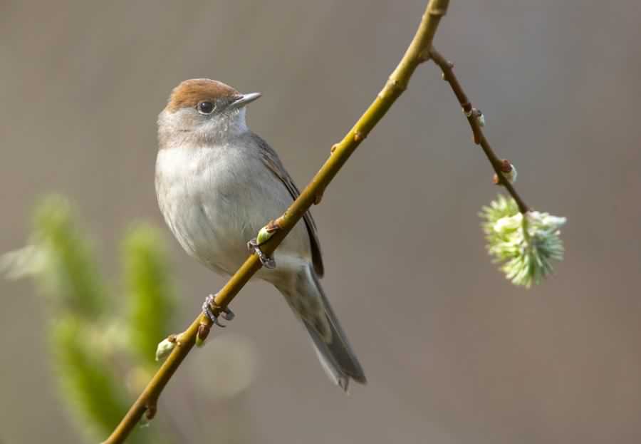 Blackcap - Sylvia atricapilla, click for a larger image, licensed for reuse CCASA3.0