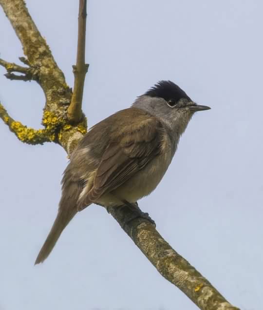 Blackcap - Sylvia atricapilla, click for a larger image, licensed for reuse CCASA4.0