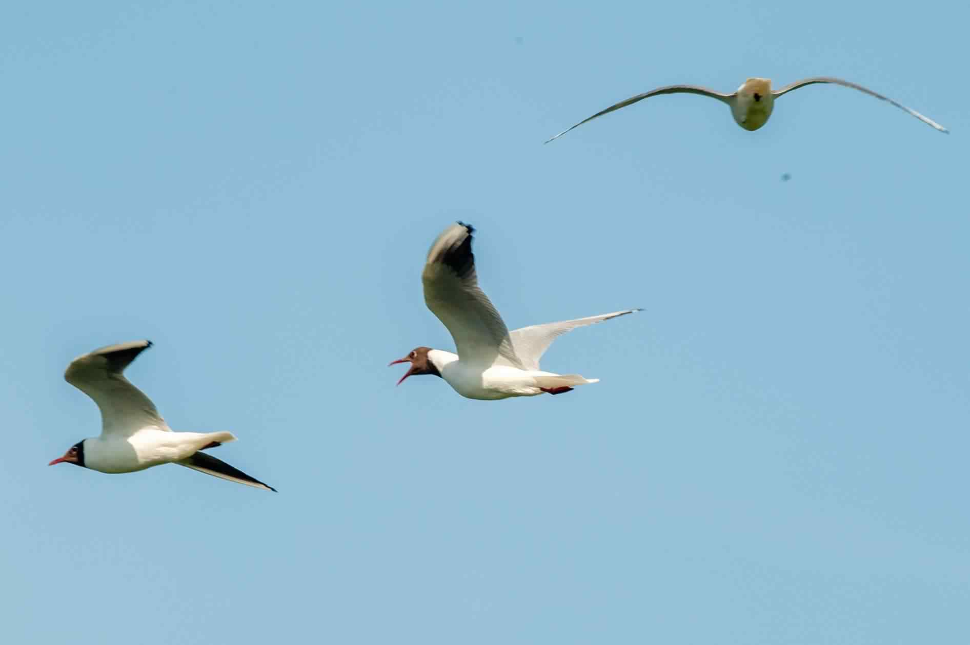 Black-headed gull - Chroicocephalus ridibundus, click for a larger image, ©2020 Colin Varndell, used with permission