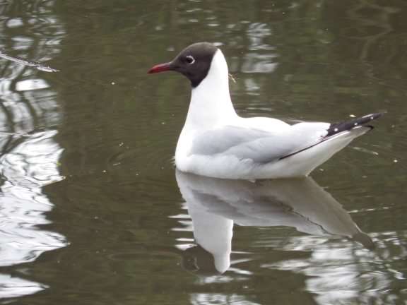 Black-headed gull - Chroicocephalus ridibundus, click for a larger image