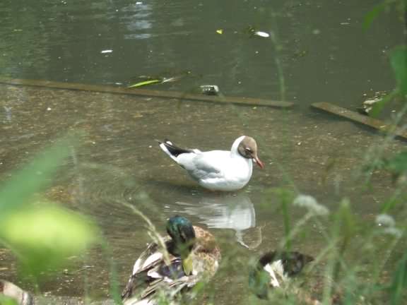 Black-headed gull - Chroicocephalus ridibundus, click for a larger image