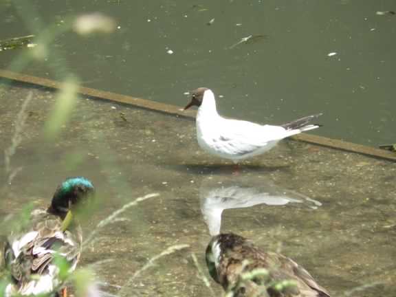 Black-headed gull - Chroicocephalus ridibundus, click for a larger image