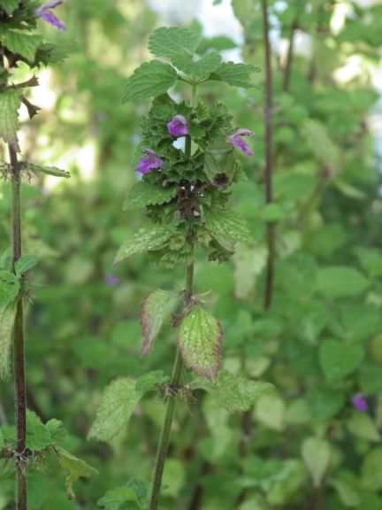 Black Horehound - Ballota nigra, click for a larger image