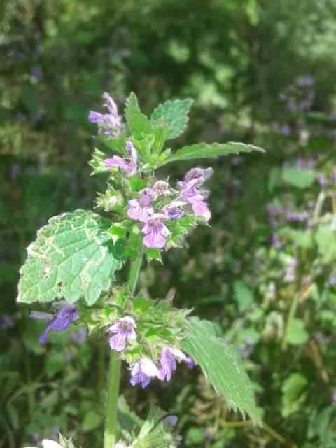 Black Horehound - Ballota nigra, click for a larger image