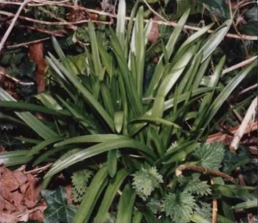 Bluebell hybrid - Hyacinthoides x massartiana