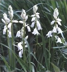 Bluebell hybrid - Hyacinthoides x massartiana