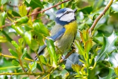 Blue Tit - Cyanistes caeruleus, click for a larger image, v2020 Colin Varndell