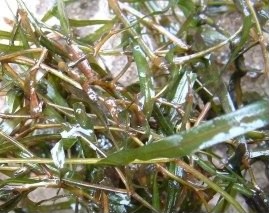 Blunt Leaved Pond Weed - Potamogeton obtusifolius