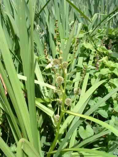 Branched Bur-reed - Sparganium erectum, click for a larger image