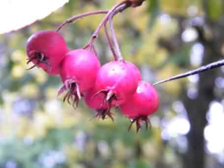 Broad Leaved Cockspur Thorn - Crataegus x persimilis, click for a larger image