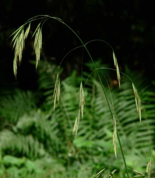 Hairy Brome - Bromopsis ramosa, species information page, image is in the public domain