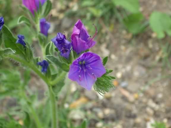 Viper's Bugloss - Echium vulgare, click for a larger image