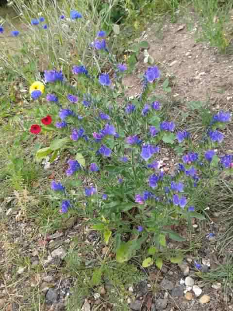 Purple Viper's Bugloss - Echium vulgare, click for a larger image