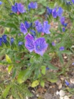 Purple Viper's Bugloss - Echium vulgare, species information page