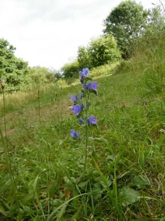 Purple Viper's Bugloss - Echium vulgare, click for a larger image, photo licensed for reuse