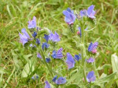 Purple Viper's Bugloss - Echium vulgare, click for a larger image