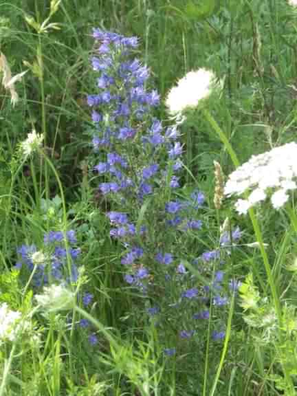 Viper's Bugloss - Echium vulgare, click for a larger image