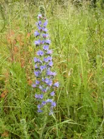 Viper's Bugloss - Echium vulgare, click for a larger image