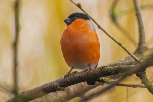 Bullfinch - Pyrrhula pyrrhula, click for a larger image, photo licensed for reuse CCASA3.0