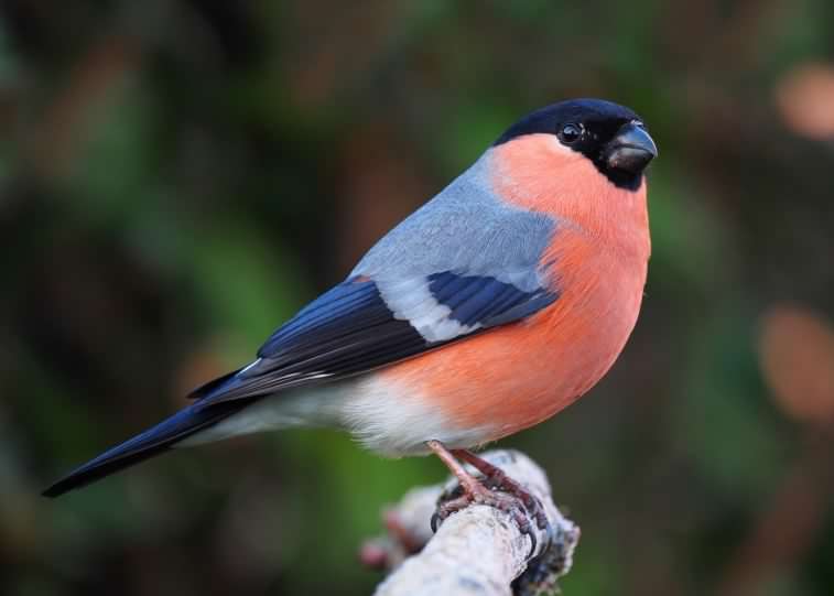 Bullfinch - Pyrrhula pyrrhula, click for a larger image, photo licensed for reuse CCASA3.0